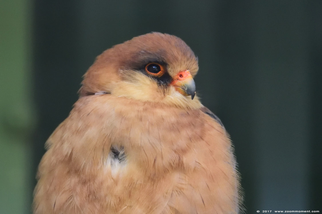 roodpootvalk ( Falco vespertinus ) red-footed falcon
Keywords: vogel bird Veldhoven Nederland Netherlands roodpootvalk Falco vespertinus redfooted falcon