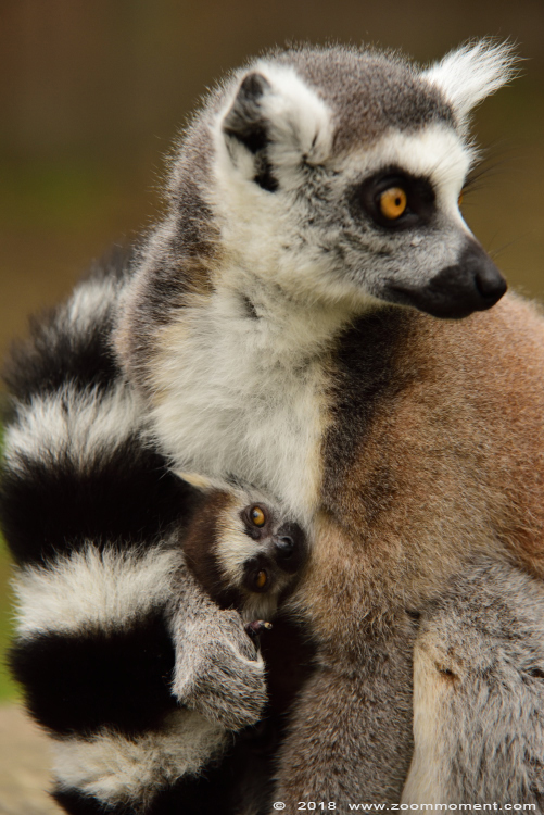 ringstaartmaki of katta ( Lemur catta ) ring-tailed lemur or catta
Trefwoorden: Veldhoven Nederland Netherlands katta ringstaartmaki Lemur catta ring tailed lemur
