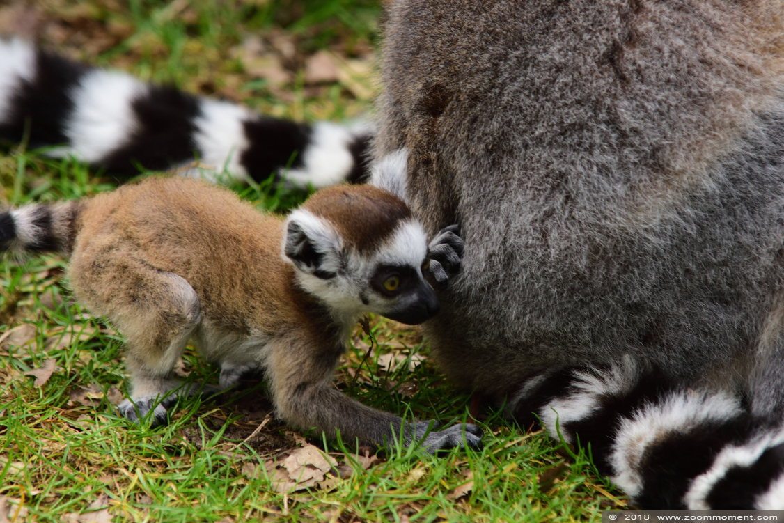 ringstaartmaki of katta ( Lemur catta ) ring-tailed lemur or catta
Keywords: Veldhoven Nederland Netherlands katta ringstaartmaki Lemur catta ring tailed lemur
