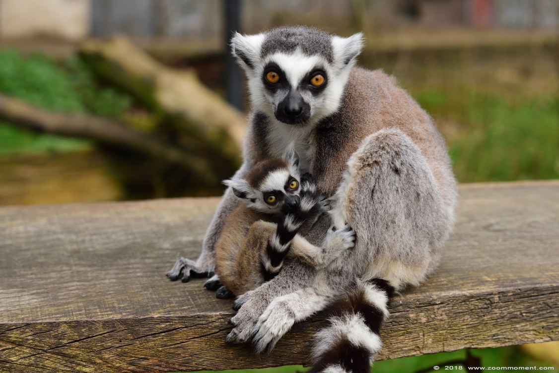 ringstaartmaki of katta ( Lemur catta ) ring-tailed lemur or catta
Ключови думи: Veldhoven Nederland Netherlands katta ringstaartmaki Lemur catta ring tailed lemur