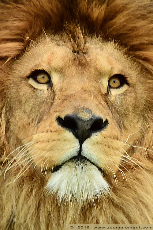 Afrikaanse leeuw ( Panthera leo ) African lion
Trefwoorden: Pairi Daiza Paradisio zoo Belgium Afrikaanse leeuw Panthera leo African lion