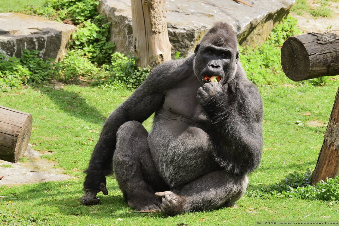 Gorilla gorilla
Wazungu
Paraules clau: Pairi Daiza Paradisio zoo Belgium Gorilla gorilla