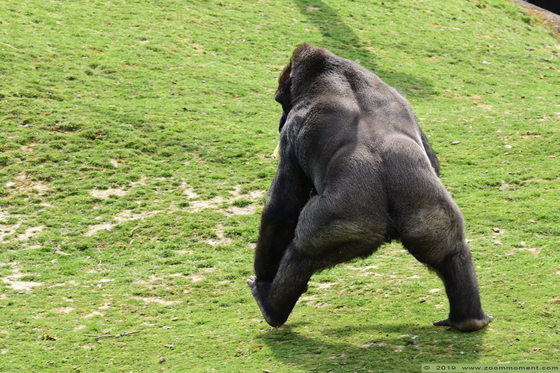Gorilla gorilla
Shomari
Paraules clau: Pairi Daiza Paradisio zoo Belgium Gorilla gorilla