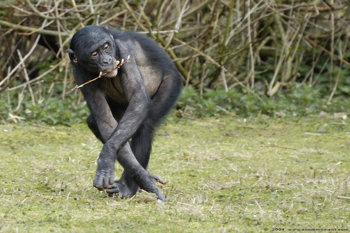 bonobo ( Pan paniscus ) 
Słowa kluczowe: Planckendael Belgium bonobo Pan paniscus