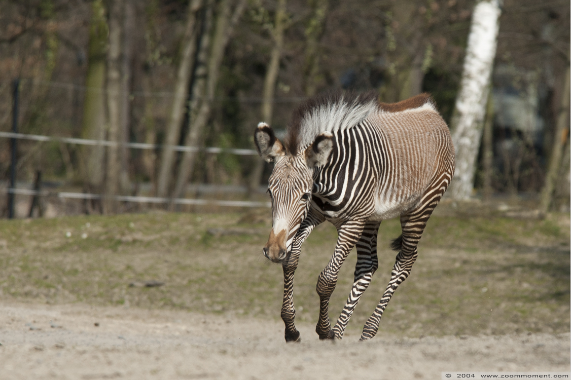 Grevyzebra ( Equus grevyi )
Keywords: Planckendael zoo Belgie Belgium Equus grevyi Grévy zebra