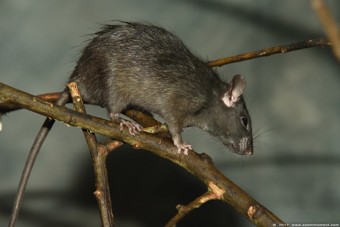 zwarte rat ( Rattus rattus ) black rat
Palabras clave: Planckendael zoo Belgie Belgium zwarte rat Rattus rattus black rat