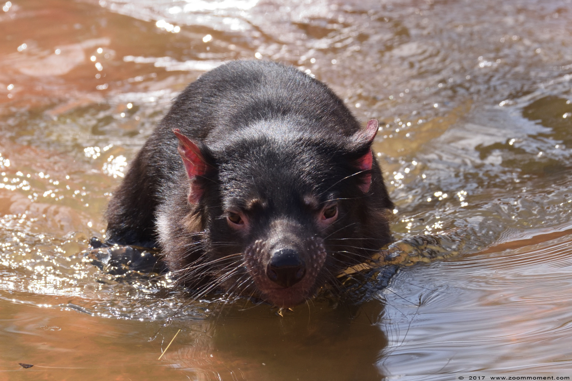 tasmaanse duivel ( Sarcophilus harrisii )  Tasmanian devil
Mots-clés: Planckendael zoo Belgie Belgium tasmaanse duivel Sarcophilus harrisii Tasmanian devil