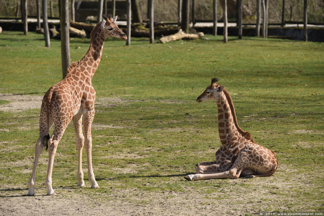 Kordofangiraf ( Giraffa camelopardalis antiquorum ) giraffe
Trefwoorden: Planckendael zoo Belgie Belgium Kordofangiraf Giraffa camelopardalis antiquorum  giraffe