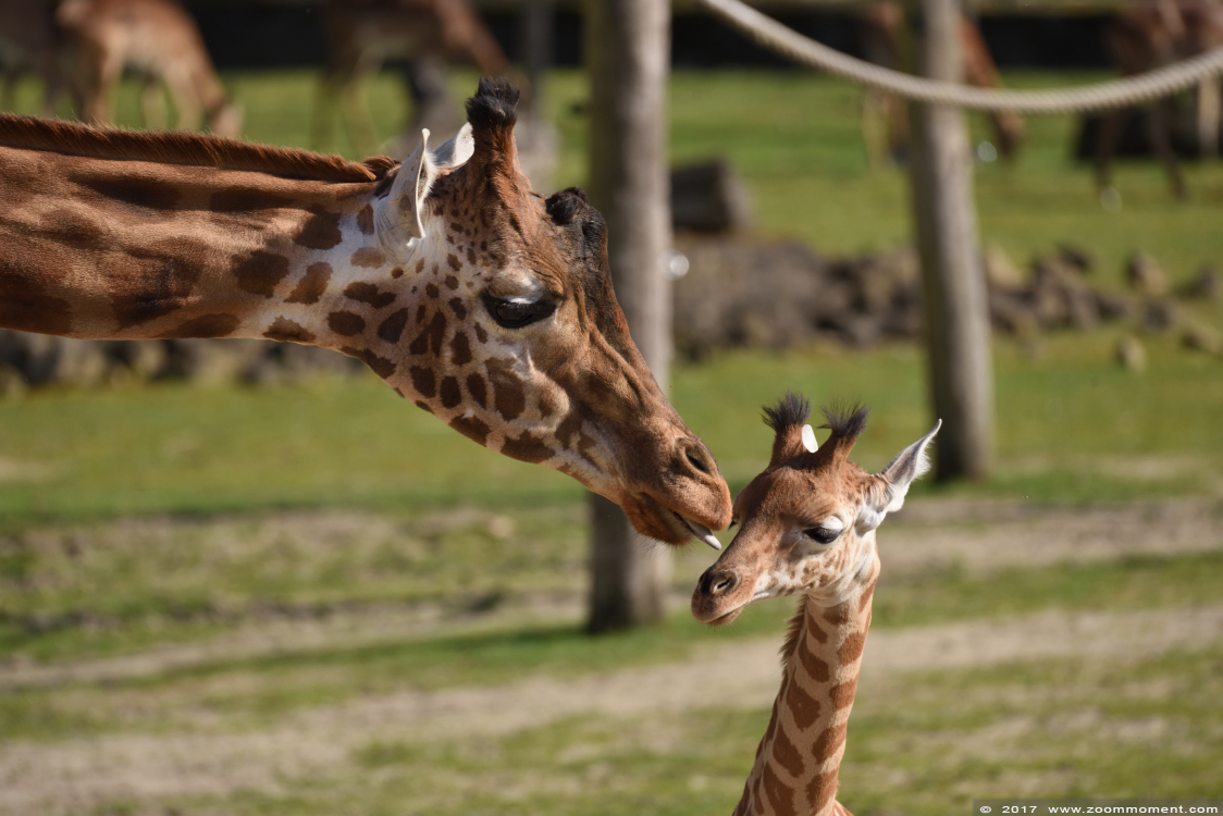 Kordofangiraf ( Giraffa camelopardalis antiquorum ) giraffe
Võtmesõnad: Planckendael zoo Belgie Belgium Kordofangiraf Giraffa camelopardalis antiquorum  giraffe