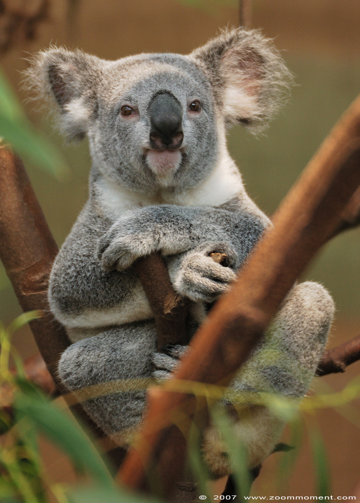 koala ( Phascolarctos cinereus )
Trefwoorden: Planckendael zoo Belgie Belgium koala Phascolarctos cinereus