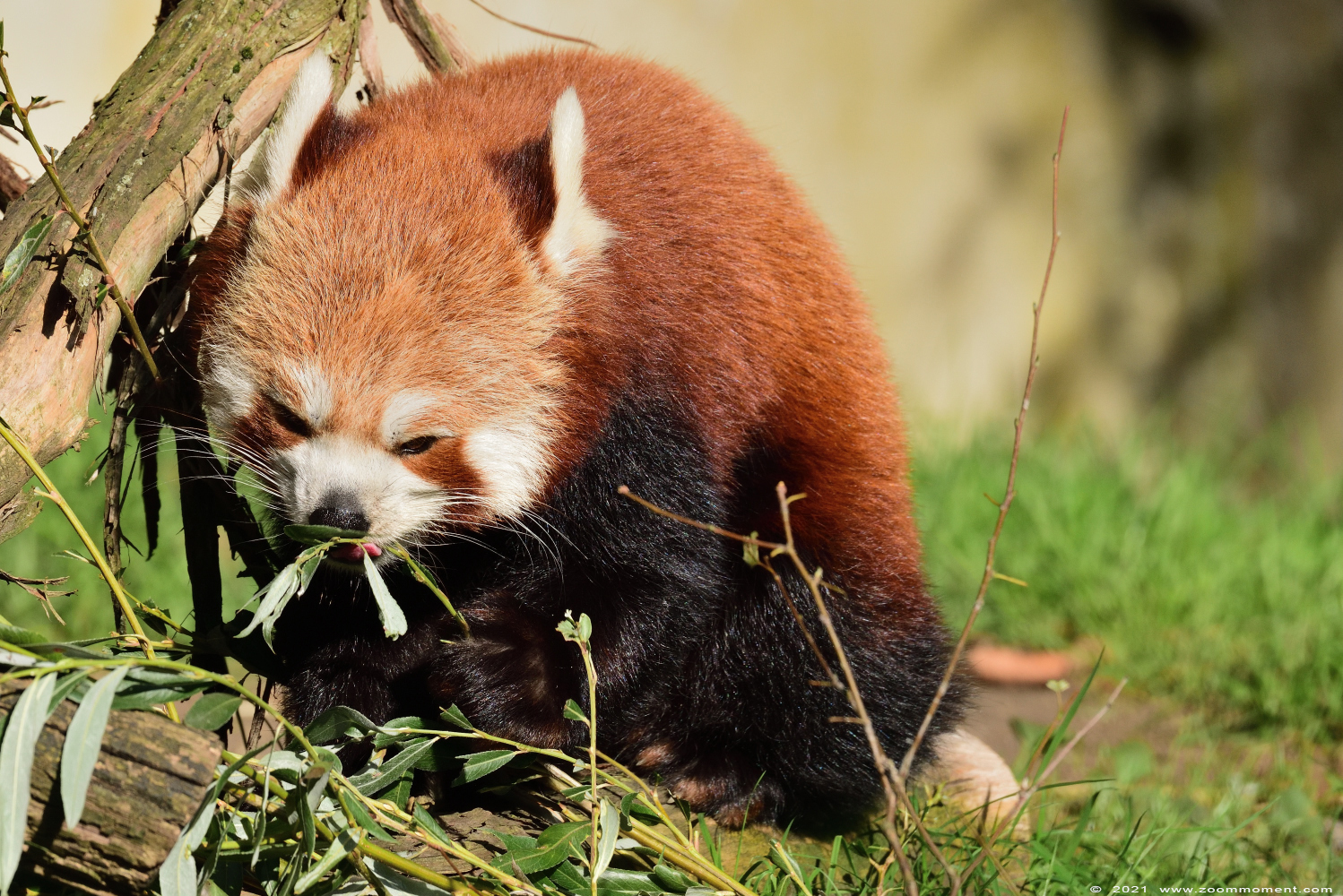 kleine of rode panda ( Ailurus fulgens ) lesser or red panda
Keywords: Planckendael Belgium kleine rode panda Ailurus fulgens lesser red panda