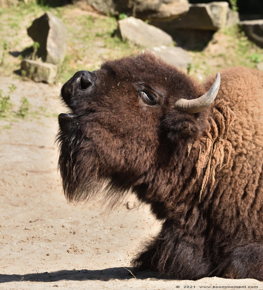 bizon ( Bison bison )
Ключевые слова: Planckendael Belgium bizon Bison bison