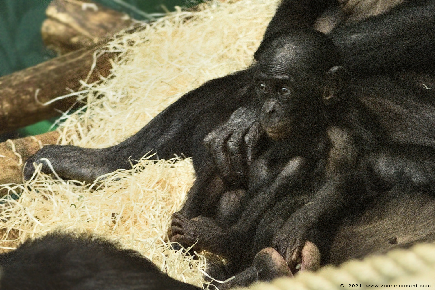 bonobo ( Pan paniscus ) bonobo
Parole chiave: Planckendael Belgium bonobo Pan paniscus