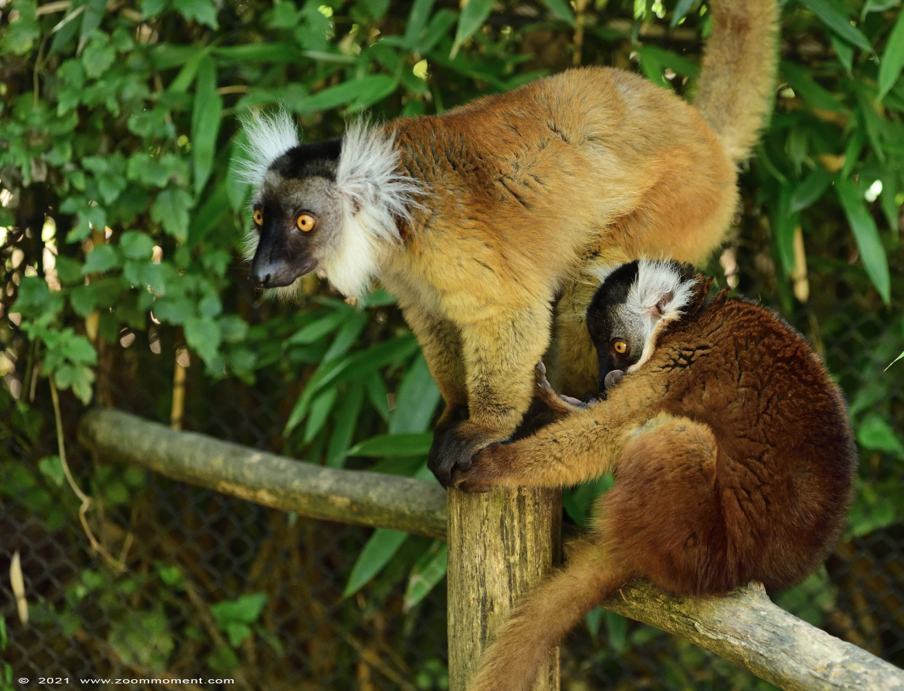 moormaki ( Eulemur macaco ) black lemur
Keywords: Planckendael Belgium moormaki Eulemur macaco black lemur