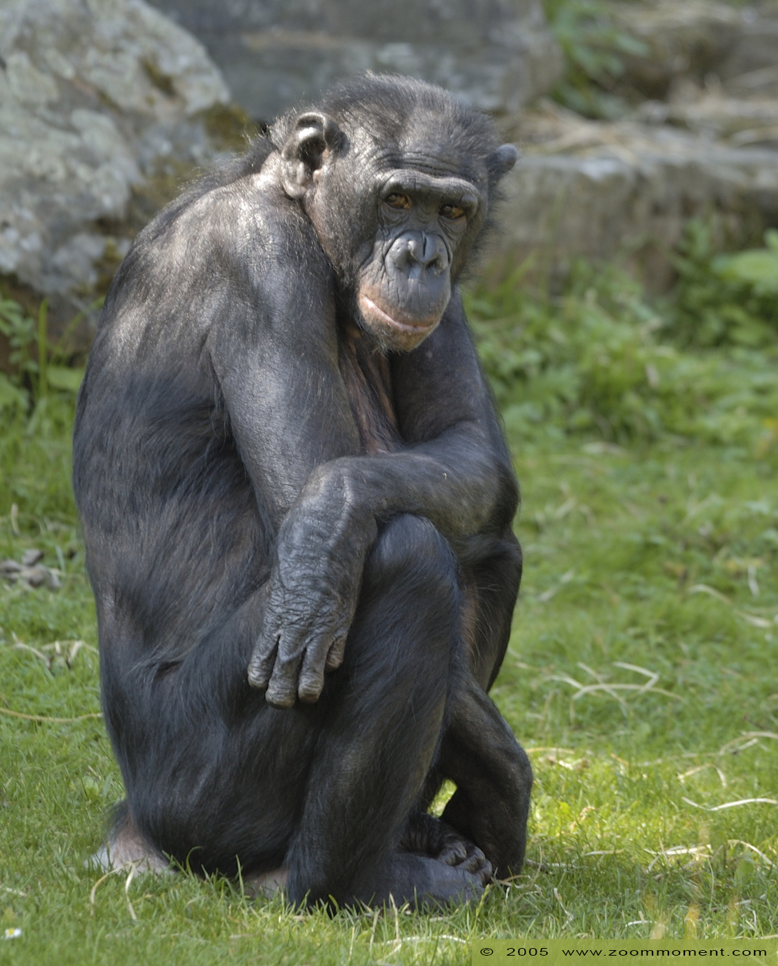 bonobo  ( Pan paniscus ) bonobo
Trefwoorden: Planckendael zoo Belgie Belgium bonobo Pan paniscus