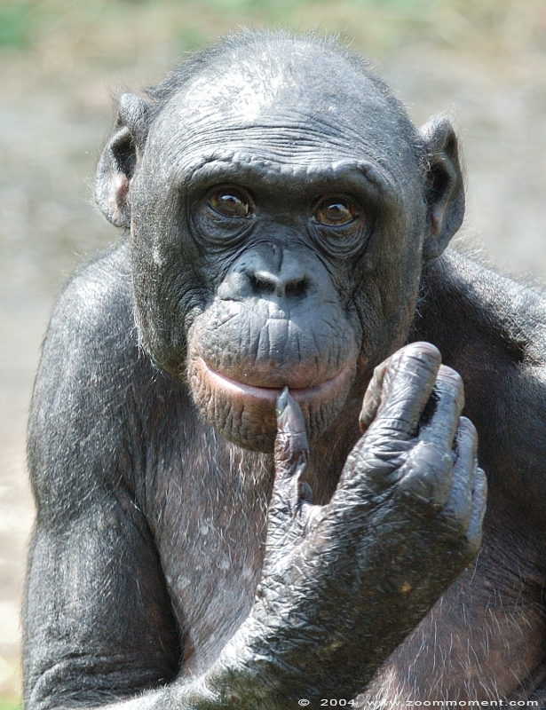 bonobo ( Pan paniscus ) bonobo
Keywords: Planckendael Belgium bonobo Pan paniscus