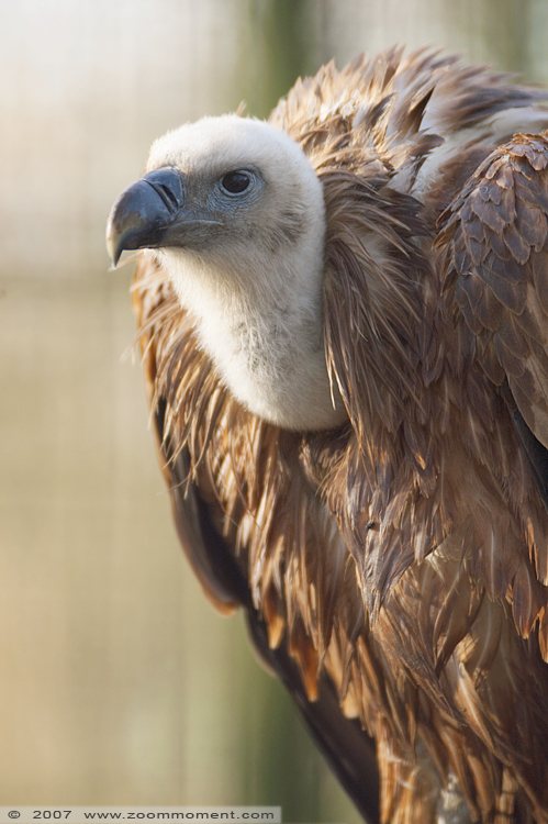 vale gier ( Gyps fulvus ) griffon vulture
Trefwoorden: Planckendael zoo Belgie Belgium vale gier vulture Gyps fulvus griffon vulture