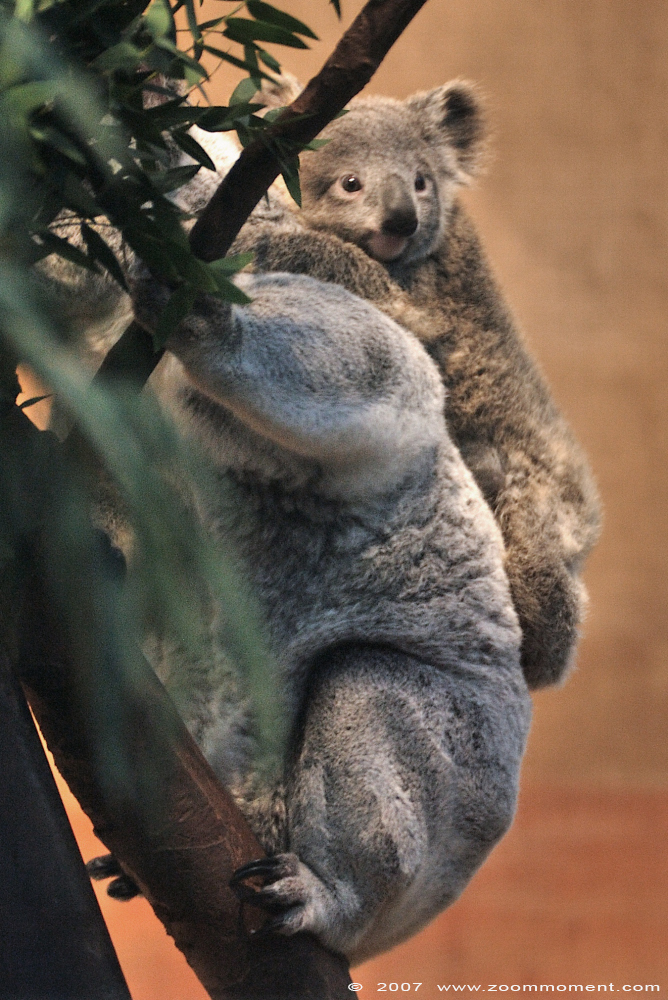 koala ( Phascolarctos cinereus )
Trefwoorden: Planckendael zoo Belgie Belgium koala Phascolarctos cinereus