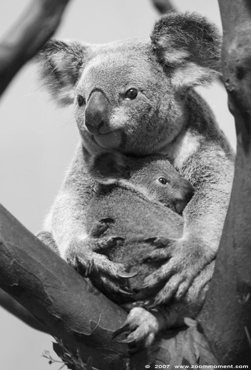 koala (  Phascolarctos cinereus )
Ditji-Toda met jong
Keywords: Planckendael zoo Belgie Belgium koala Phascolarctos cinereus