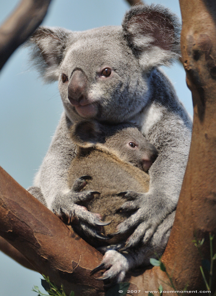 koala ( Phascolarctos cinereus )
Ditji-Toda met jong
Trefwoorden: Planckendael zoo Belgie Belgium koala Phascolarctos cinereus