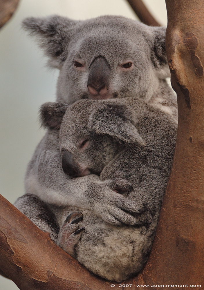 koala ( Phascolarctos cinereus )
Ditji-toda en haar jong, geboren in 2006
Ditji-toda and her baby, born 2006
Trefwoorden: Planckendael zoo Belgie Belgium koala Phascolarctos cinereus