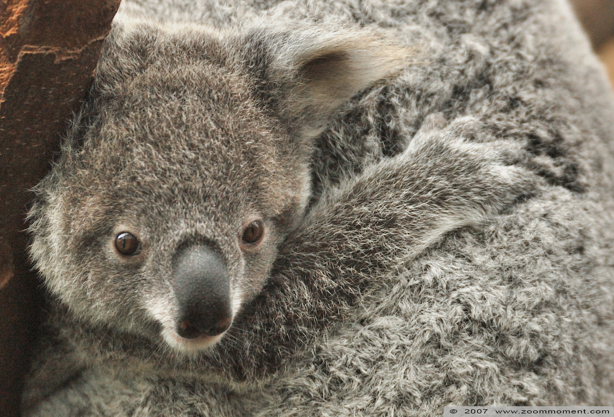 koala ( Phascolarctos cinereus )
Guwara en haar jong, geboren in 2006
Guwara and her baby, born 2006
Trefwoorden: Planckendael zoo Belgie Belgium koala Phascolarctos cinereus