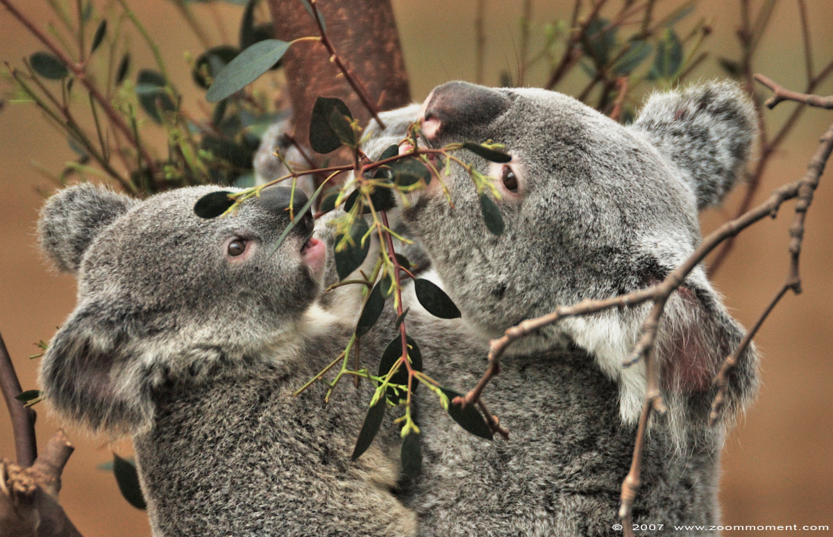 koala ( Phascolarctos cinereus )
Jong van Ditji-toda, geboren in 2006
Young of Ditji-toda, born 2006
Trefwoorden: Planckendael zoo Belgie Belgium koala Phascolarctos cinereus