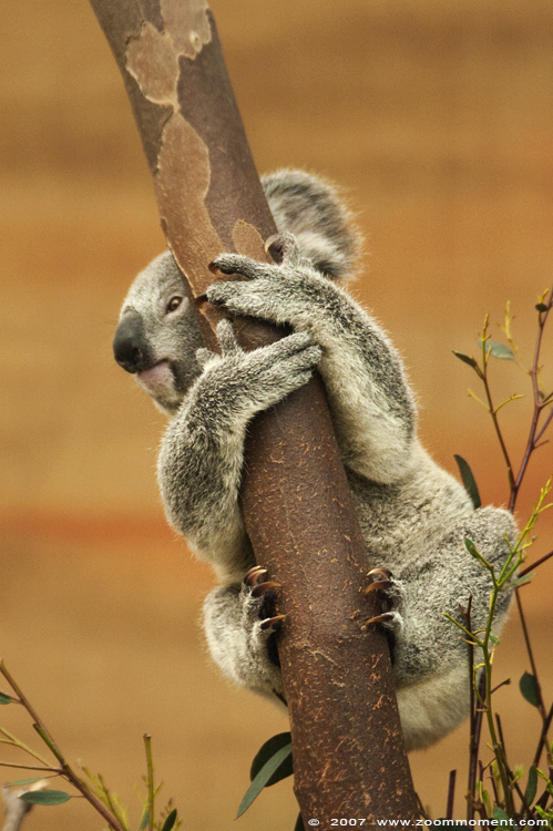 koala (  Phascolarctos cinereus )
Jong van Ditji-toda, geboren in 2006
Young of Ditji-toda, born 2006
Keywords: Planckendael zoo Belgie Belgium koala Phascolarctos cinereus