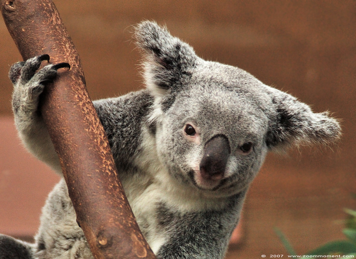 koala ( Phascolarctos cinereus )
Paraules clau: Planckendael zoo Belgie Belgium koala Phascolarctos cinereus