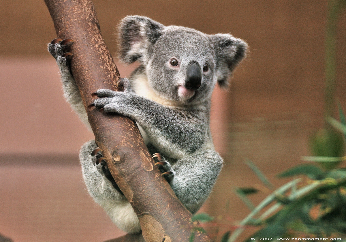 koala ( Phascolarctos cinereus )
Jong van Ditji-toda, geboren in 2006
Young of Ditji-toda, born 2006
Keywords: Planckendael zoo Belgie Belgium koala Phascolarctos cinereus