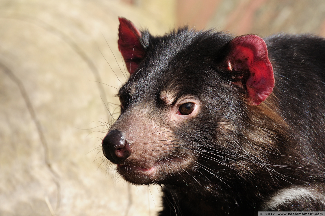 tasmaanse duivel ( Sarcophilus harrisii ) Tasmanian devil
Trefwoorden: Planckendael zoo Belgie Belgium tasmaanse duivel Sarcophilus harrisii Tasmanian devil