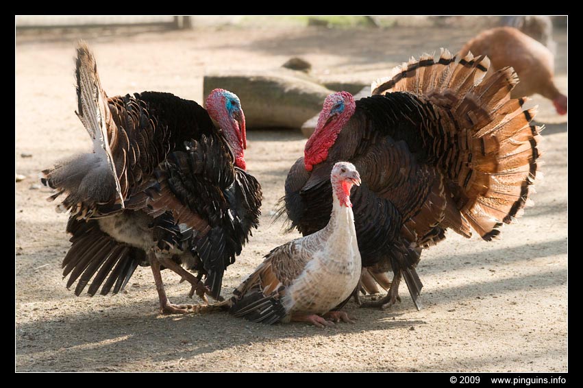 kalkoen  ( Meleagris gallopavo )  turkey
Keywords: Planckendael zoo Belgie Belgium kalkoen turkey vogel bird Meleagris gallopavo
