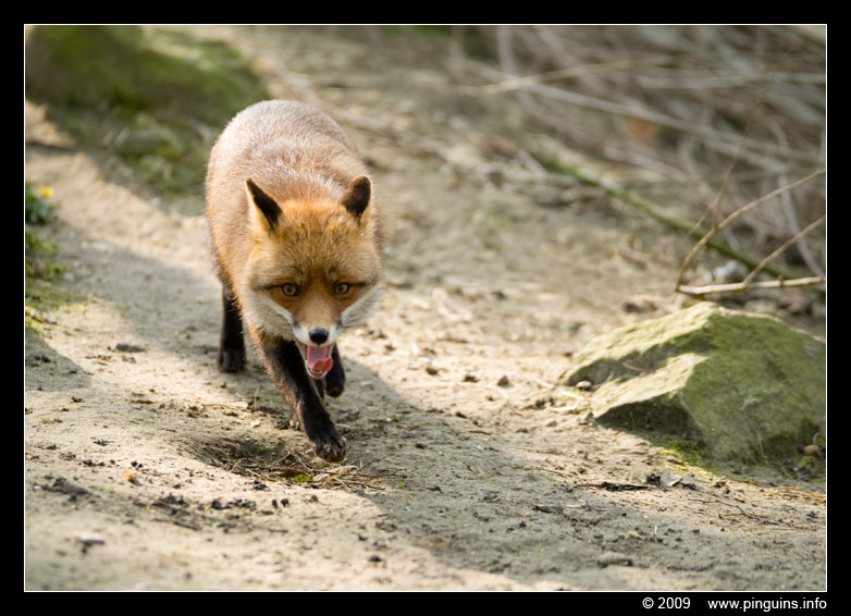 vos   ( Vulpes vulpes )  fox
Keywords: Planckendael zoo Belgie Belgium vos fox Vulpes vulpes fox