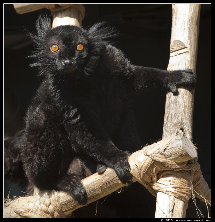 moormaki  (  Eulemur macaco )  black lemur
Trefwoorden: Planckendael zoo Belgie Belgium moormaki   Eulemur macaco  black lemur