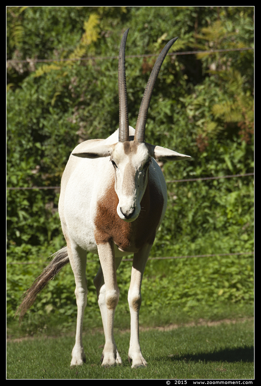 oryx of sabelantilope ( Oryx dammah ) scimitar horned oryx
Trefwoorden: Planckendael zoo Belgie Belgium oryx sabelantilope Oryx dammah scimitar horned oryx