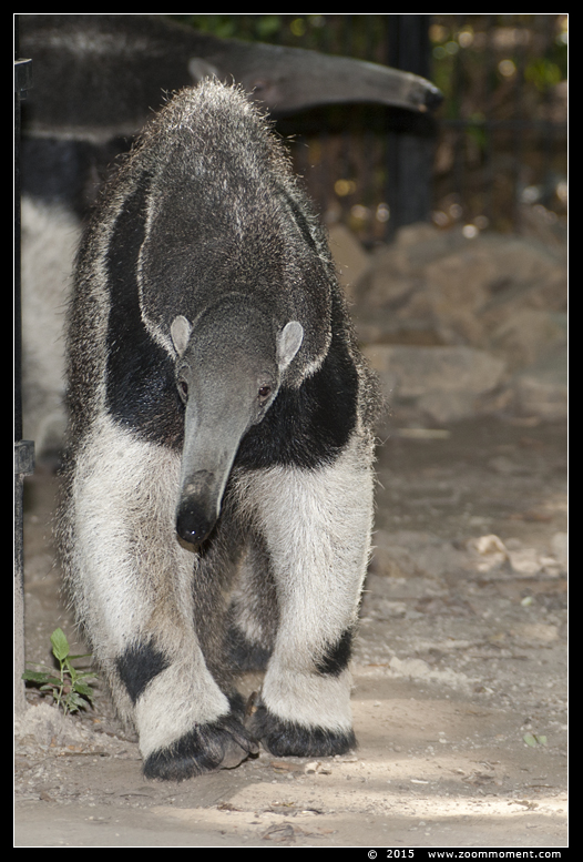 reuzenmiereneter  ( Myrmecophaga tridactyla ) giant anteater
Trefwoorden: Planckendael zoo Belgie Belgium reuzenmiereneter giant anteater miereneter Myrmecophaga tridactyla