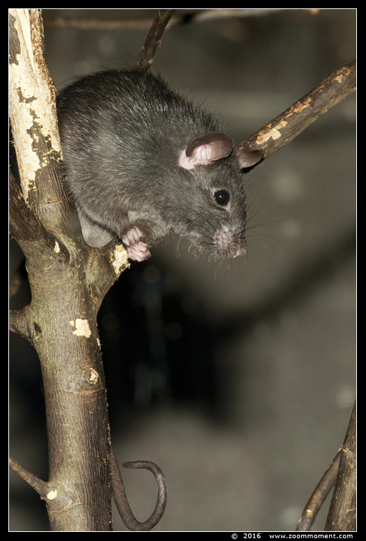 zwarte rat ( Rattus rattus )  black rat
Avainsanat: Planckendael zoo Belgie Belgium zwarte rat  Rattus rattus  black rat
