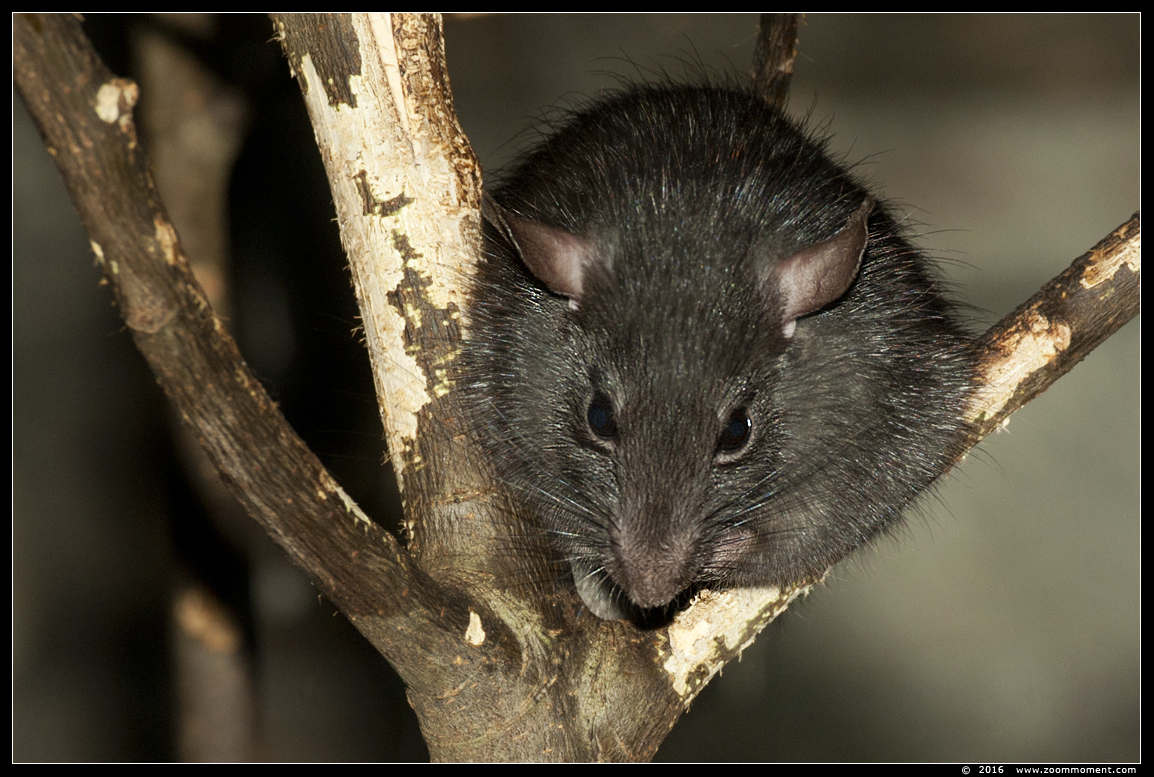 zwarte rat ( Rattus rattus )  black rat
Mots-clés: Planckendael zoo Belgie Belgium zwarte rat  Rattus rattus  black rat