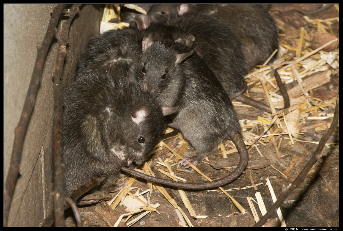 zwarte rat ( Rattus rattus )  black rat
Keywords: Planckendael zoo Belgie Belgium zwarte rat  Rattus rattus  black rat