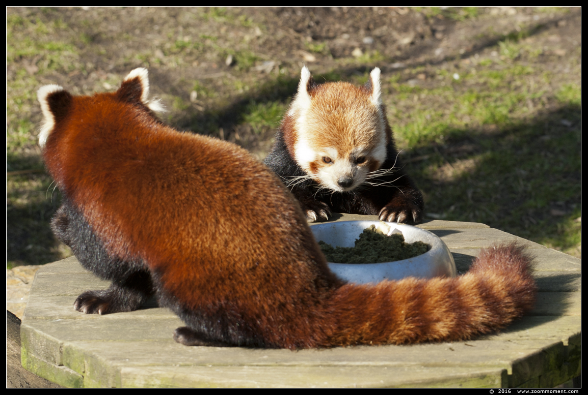 kleine of rode panda  ( Ailurus fulgens )    lesser or red panda
Trefwoorden: Planckendael zoo Belgie Belgium Ailurus fulgens Kleine rode panda Lesser red panda