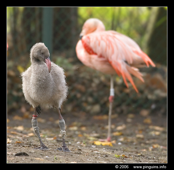 chili flamingo kuiken ( Phoenicopterus chilensis ) chili flamingo chick
Keywords: Planckendael zoo Belgie Belgium chili flamingo chileense flamingo Phoenicopterus chilensis Chilean flamingo vogel bird