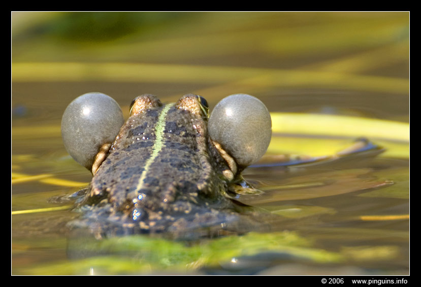 groene kikker ( Rana lessonae ) pool frog
Trefwoorden: Planckendael zoo Belgie Belgium groene kikker Rana lessonae pool frog