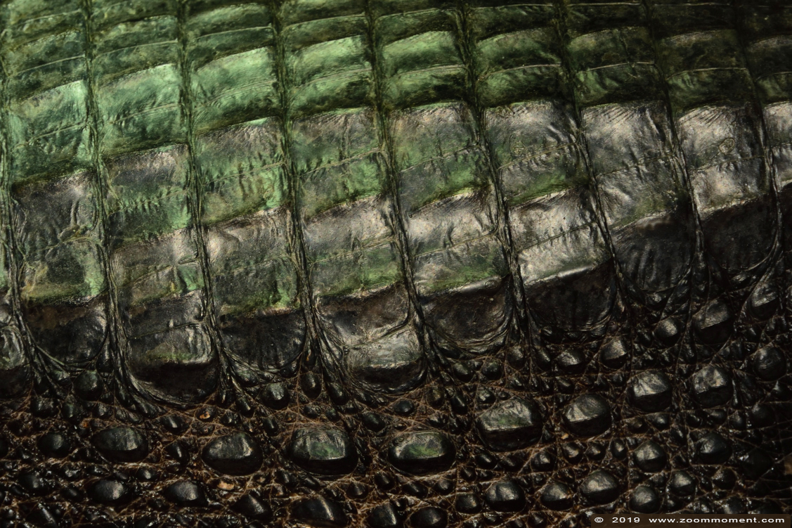 breedvoorhoofdkrokodil (  Osteolaemus tetraspis )  dwarf crocodile
Trefwoorden: Reptielenhuis Aarde Breda  breedvoorhoofdkrokodil  Osteolaemus tetraspis  dwarf crocodile