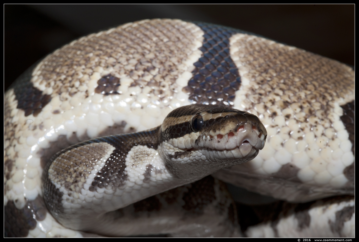 koningspython  ( Python regius )  ball or royal python
Trefwoorden: Reptielenhuis Aarde Breda koningspython Python regius ball python royal 