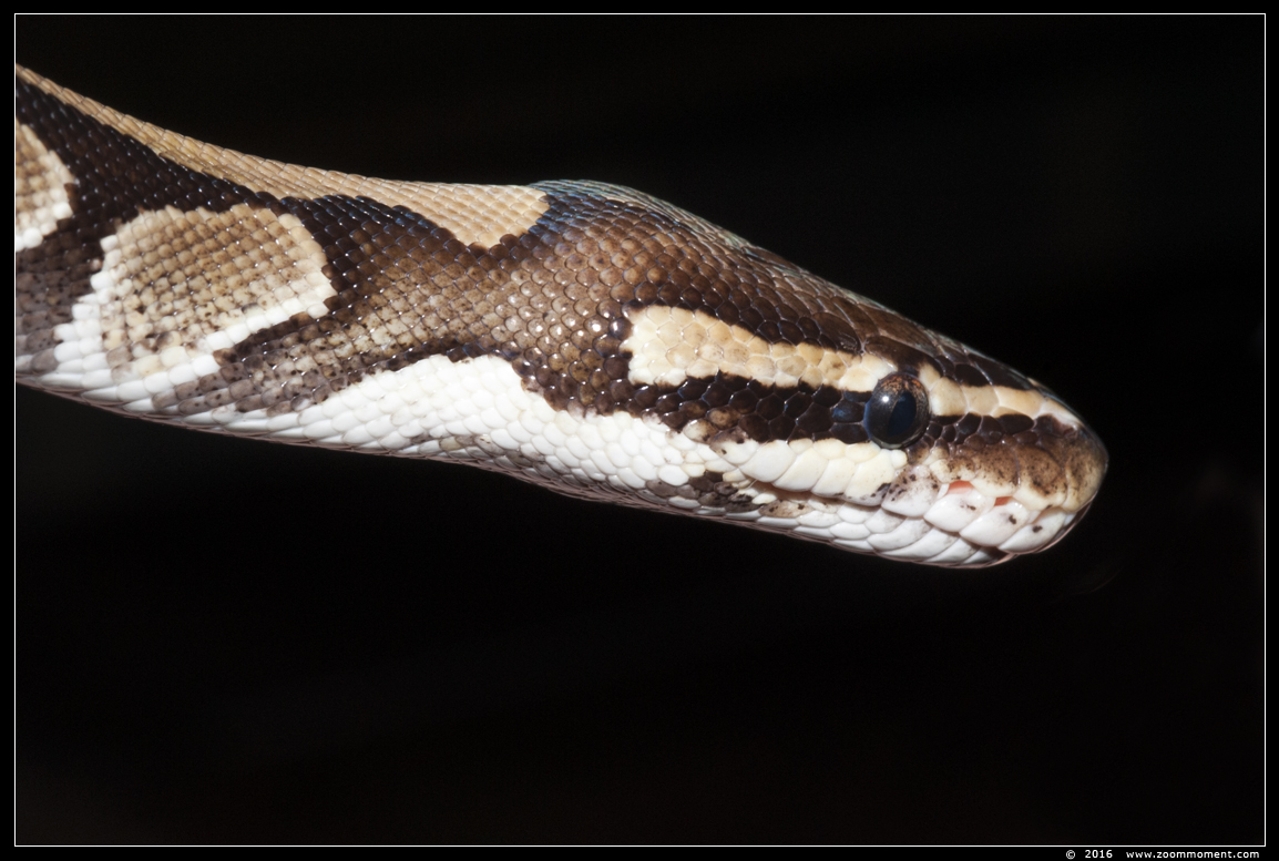 koningspython  ( Python regius )  ball or royal  python
Trefwoorden: Reptielenhuis Aarde Breda  koningspython Python regius ball python royal 