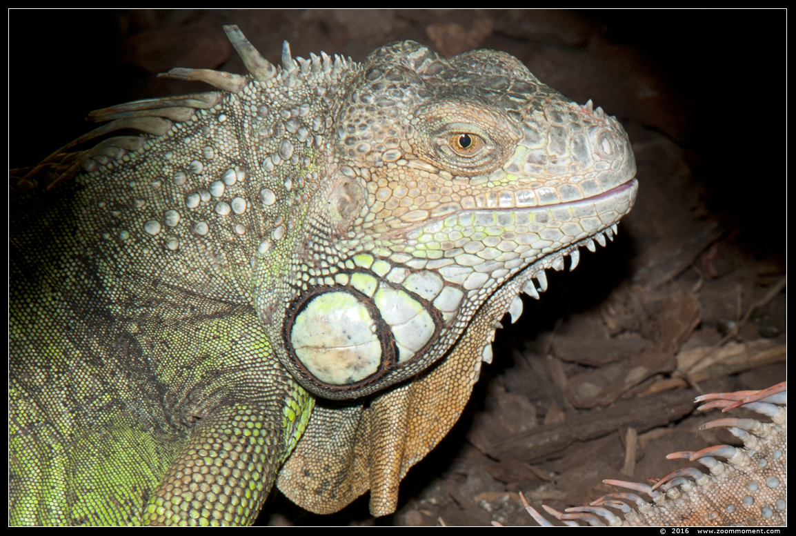 groene leguaan  ( Iguana iguana ) green iguana
Trefwoorden: Reptielenhuis Aarde Breda  leguaan Iguana iguana