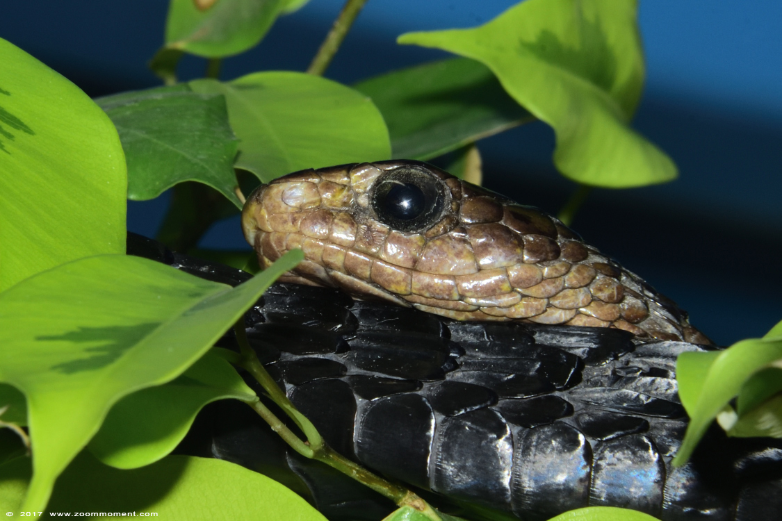 zwarte boomslang ( Thrasops jacksonii ) snake
Ключови думи: Terrazoo Rheinberg zwarte boomslang snake 	Thrasops jacksonii