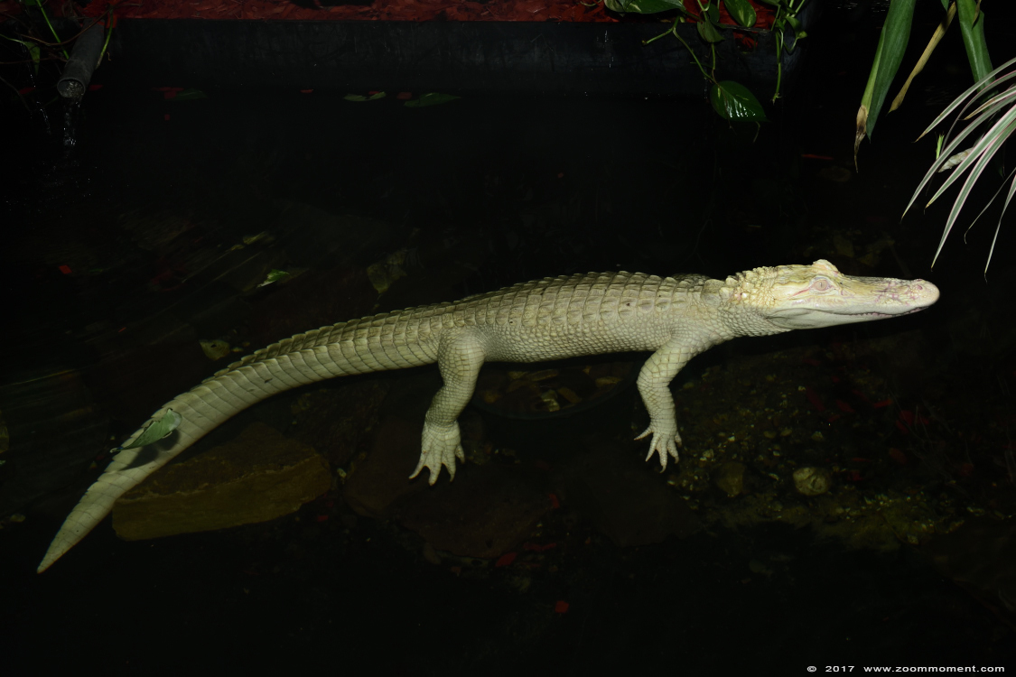 albino Mississippi alligator ( Alligator mississippiensis ) albino American alligator
Avainsanat: Terrazoo Rheinberg albino Mississippi alligator Alligator mississippiensis American alligator