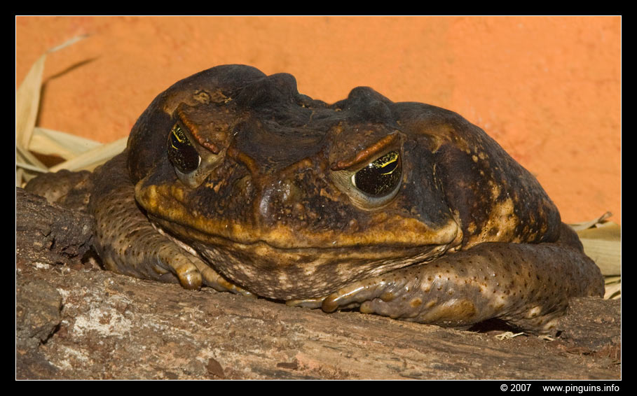 aga pad  ( Bufo marinus )  cane toad  aga Kröte
Avainsanat: Terrazoo Rheinberg Germany Duitsland terrarium aga pad  Bufo marinus cane toad  aga Kröte