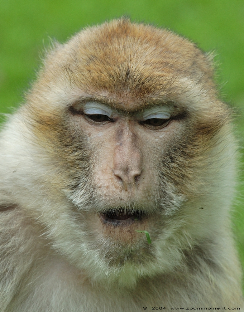 berberaap of magot aap of makaak ( Macaca sylvanus ) berber monkey Berberaffe
Ključne reči: Naturzoo Rheine Germany Theropithecus gelada Gelada baviaan Gelada baboon Berberaffe